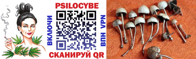 купить наркоту  Кольчугино  Галлюциногенные грибы Psilocybine cubensis 